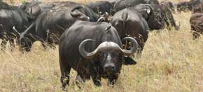 botswana safaris