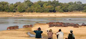 zambia safaris