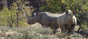 Desert Rhino