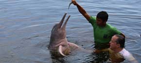 Manaus Amazon Rainforest