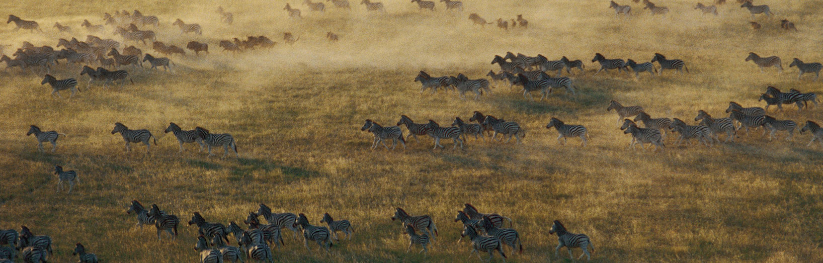 JPS Luxury Safaris Jacks Camp