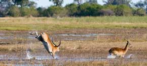 Northern Botswana Linyanti