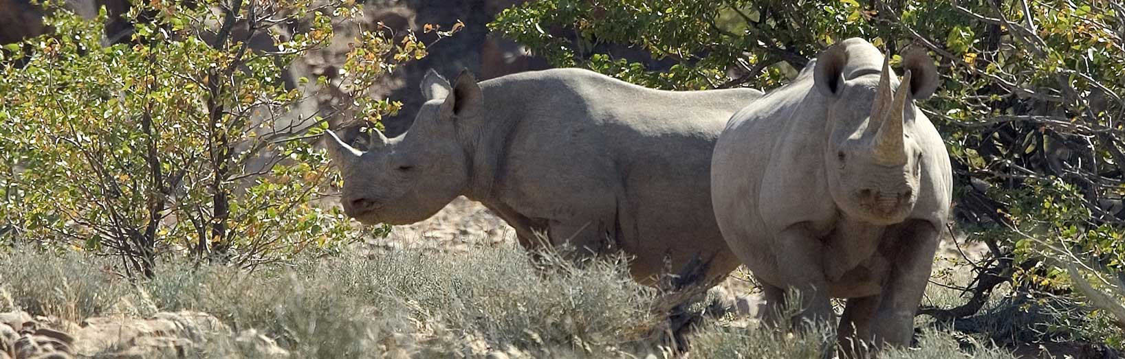 Desert Rhino Camp