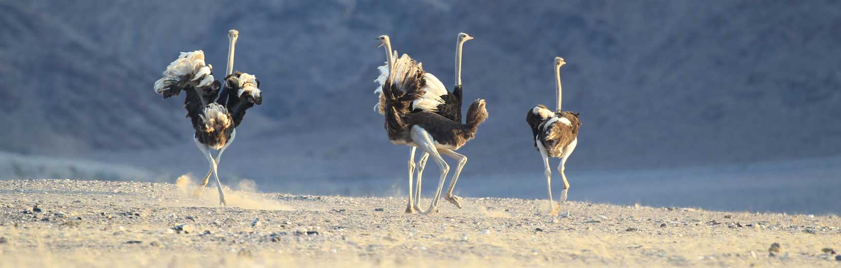 Skeleton Coast & Kunene