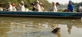 The Pantanal