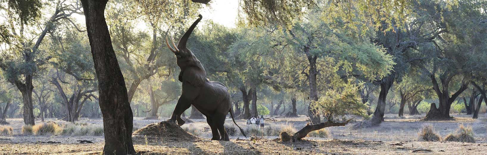 Lower Zambezi